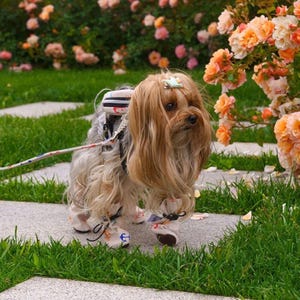 Pet Shoes Waterproof For Dogs&Cats