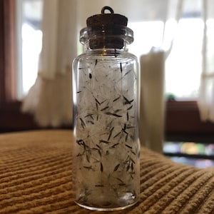 Wish jars - Real Dandelion Seeds - Wish bottle