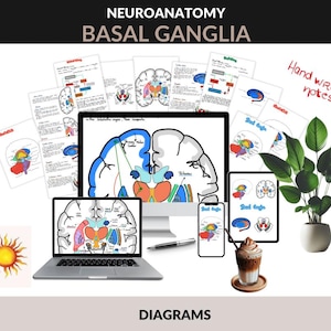May include: A digital marketing image featuring diagrams of the brain's basal ganglia, displayed on a laptop, desktop monitor, tablet, and smartphone. Handwritten notes and a potted plant are also visible. The text includes "NEUROANATOMY", "BASAL GANGLIA", and "DIAGRAMS".
