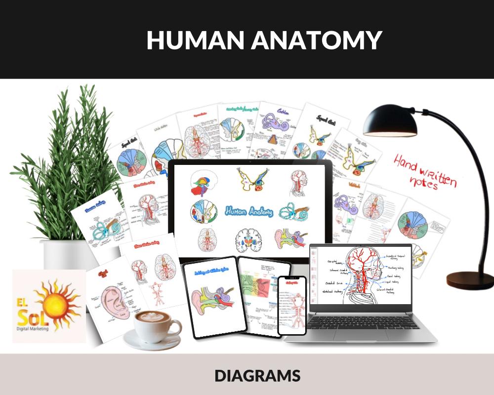 Brain Vascular Anatomy - Neuro Anatomy, Anatomy Handwritten Sketches ...