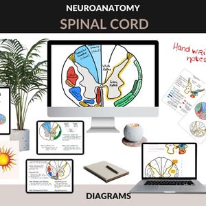 Moelle épinière : neuroanatomie, croquis manuscrits d'anatomie pour un apprentissage facile