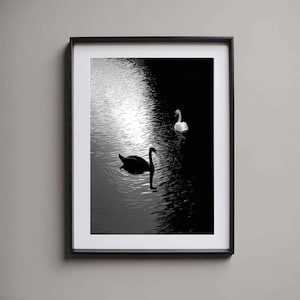 Impresión artística de cisne, arte del lago melancólico, reflejo de cisne, cisne blanco y negro, elegante animal, naturaleza, arte de pared, escena serena, pájaro acuático, póster, místico y elegante