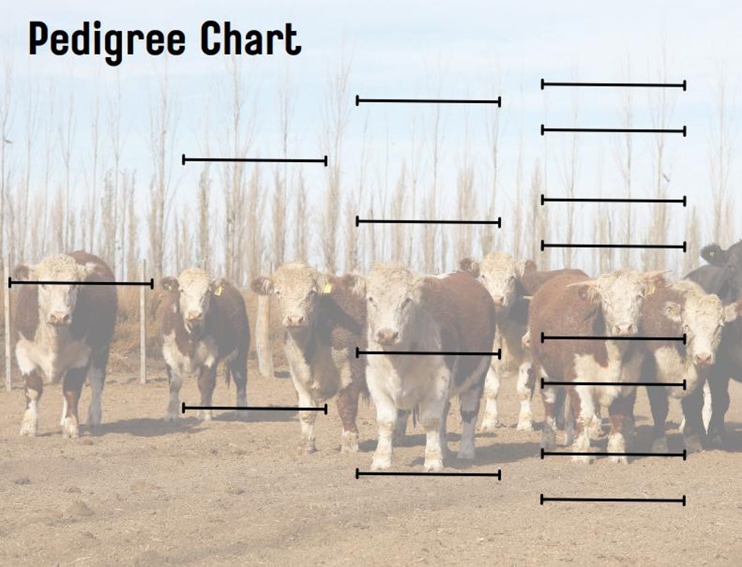 Hereford Cattle Pedigree Chart, Lineage, History, Tracking, Digital