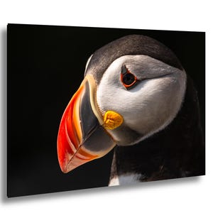 Up Close with an Atlantic Puffin