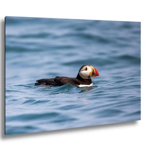 Atlantic Puffin at Sea
