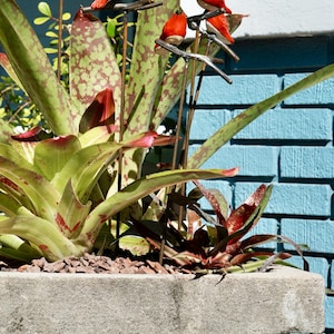 May include: A concrete planter filled with green and red-spotted plants, accented by several red bird figurines on metal stems. The background features a blue brick wall, creating a vibrant contrast.