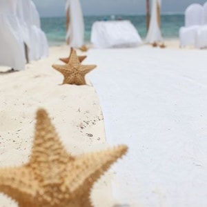 Estrellas de mar, lote de 6, estrellas de mar auténticas para el pasillo de su ceremonia en la playa, boda en la isla, centro de mesa de decoración de destino