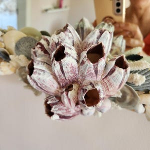 May include: Close-up of a decorative mirror with a seashell and barnacle design. The barnacles are white and purple, and the seashells are various colors. The mirror is round and has a natural, coastal theme.