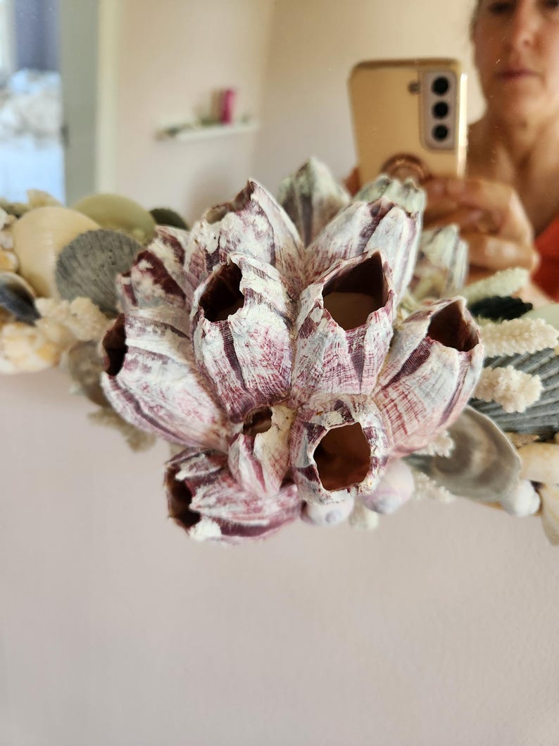 May include: Close-up of a decorative mirror with a seashell and barnacle design. The barnacles are white and purple, and the seashells are various colors. The mirror is round and has a natural, coastal theme.