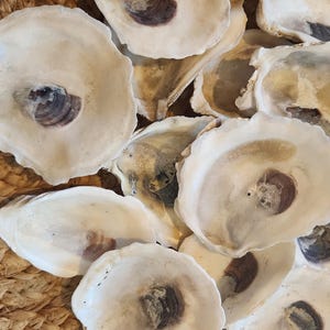 Grote oesterschelpen, maat 2,5 tot 3 inch, set van 40 oesterschelpen uit Connecticut, plaatskaarten strandthema, benodigdheden voor knipwerk