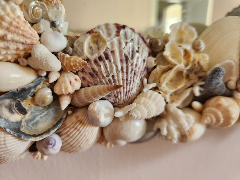 May include: Close-up of a decorative border made of various seashells. The shells are in shades of white, beige, and brown, with some featuring intricate patterns and textures. The arrangement includes different shapes and sizes, creating a natural, coastal theme.