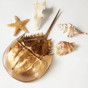 Oddities & Curiosities Sea shore Tables-cape Items, Horseshoe Crab and Sea Specimens Centerpiece, Taxidermy Beach theme Ocean Life Seashells