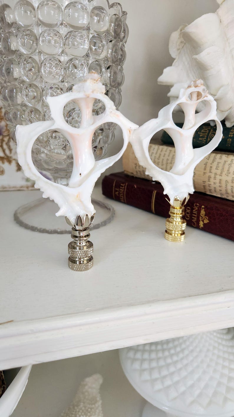 May include: Two white seashell lamp finials with gold bases. The seashells are delicate and have a natural, organic shape.