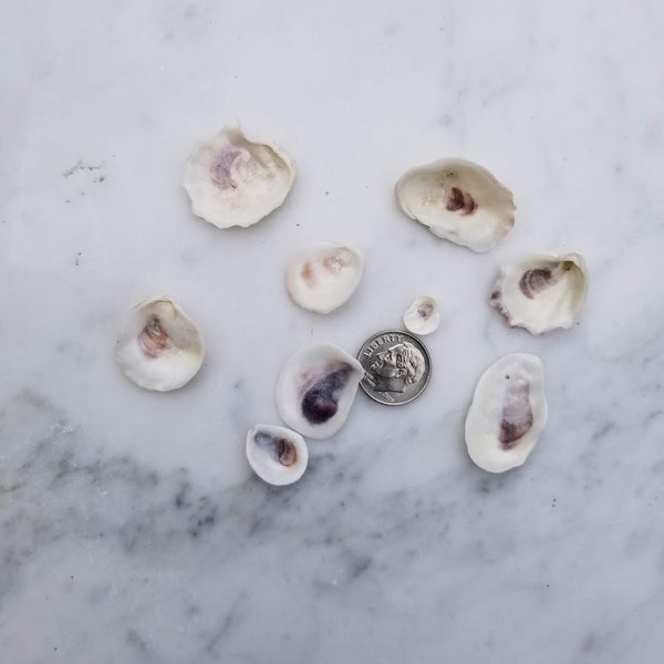 Mini Oyster Shells, Size up to 1.25" set / 40 Oyster Shells, Oyster Earring Beach theme Place cards, Ready to Beach Craft, Jewelry Supplies