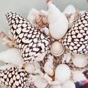 May include: Close-up of a decorative arrangement of seashells and coral. The shells are white and brown, with a variety of shapes and sizes. The coral is white and adds texture. A coastal theme.