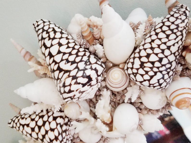 May include: Close-up of a decorative arrangement of seashells and coral. The shells are white and brown, with a variety of shapes and sizes. The coral is white and adds texture. A coastal theme.