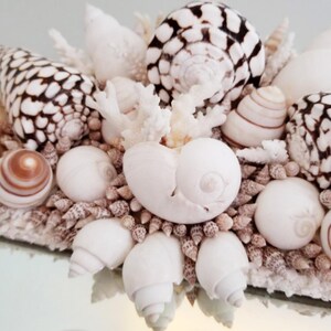 May include: Close-up of a decorative arrangement of seashells and coral. The shells vary in size, shape, and color, with a mix of white, brown, and black patterns. The arrangement is on a reflective surface.