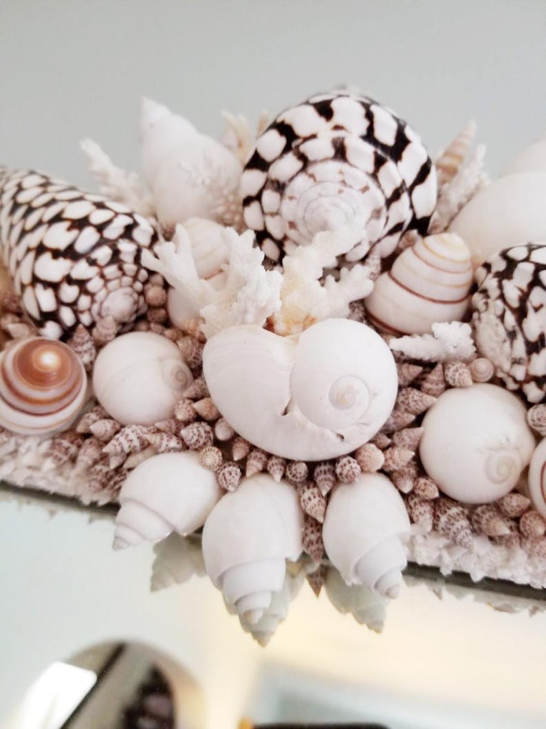 May include: Close-up of a decorative arrangement of seashells and coral. The shells vary in size, shape, and color, with a mix of white, brown, and black patterns. The arrangement is on a reflective surface.