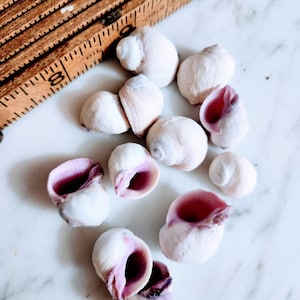 Cebu Beauty Nerita Shell Violet &#39;Coral&#39; Seashells Purple Lavender Nerites Seashells Arts Crafts Crafting Coastal Home Decor Beach Weddings