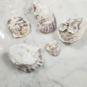 Juegos de conchas de ostra superior e inferior, juego de 5 como se muestra, elaboración de conchas de ostras, conchas para decoupage dorado decoración de bodas en la playa suministro de joyería