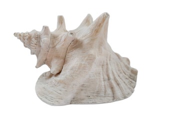 Strombus Gigas Pink Queen Conch Shell Medium Size Lip Ruffle Ocean Collectibles Collectors Cabinet Seashells Ruffle Display Piece