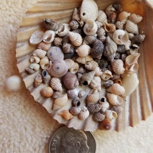 May include: A collection of small, white, and brown seashells in a large seashell. The seashells are arranged in a random pattern. A US dime is included for scale.