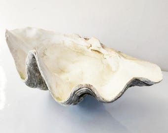 RARE Vintage Giant Tridacna Clam Shell – Natural Coral Reef Specimen Bowl, 15 Inches, Clam Centerpiece, Seashell Bowl, Giant Natural Clam