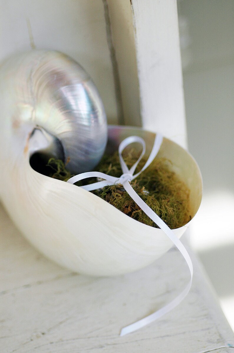 Nautilus Natural Sea Shell Ring Bearer Pillow Alternative / Etsy