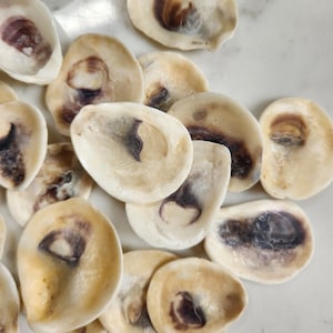 Small FLATS Oyster Shells, Size 1.5 to 2" set of 40, Flat Oyster Shells from Connecticut, Decoupage Perfect for Pendants, Jewelry Supplies