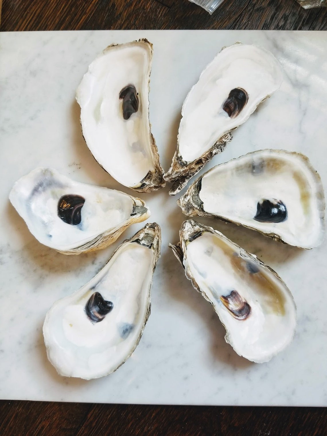 Premium Blue Point Oyster Shells 4.25 to 5.5 set Etsy