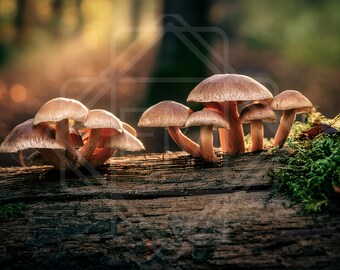 May include: A group of brown mushrooms with tan caps on a weathered log. The mushrooms have curved stems and are next to green moss. The background is blurred, suggesting a forest setting.