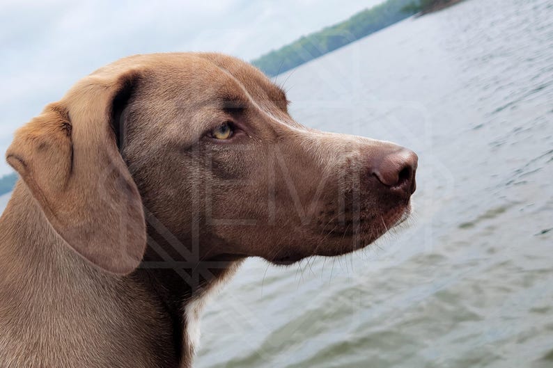 May include: A brown and white dog with floppy ears looks off to the side, standing in front of a body of water.