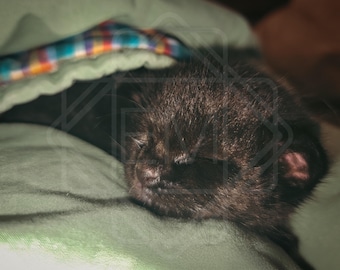 Nap Time