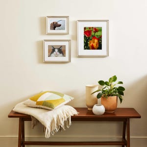 May include: A wooden bench with a white blanket and a yellow and green patterned cushion. There are three framed pictures on the wall behind the bench, one with a cat, one with a dog, and one with flowers.