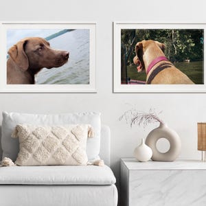 May include: Two framed photographs of brown dogs. The dog in the left photo is looking to the right, while the dog in the right photo is looking to the left. Both dogs are in outdoor settings.
