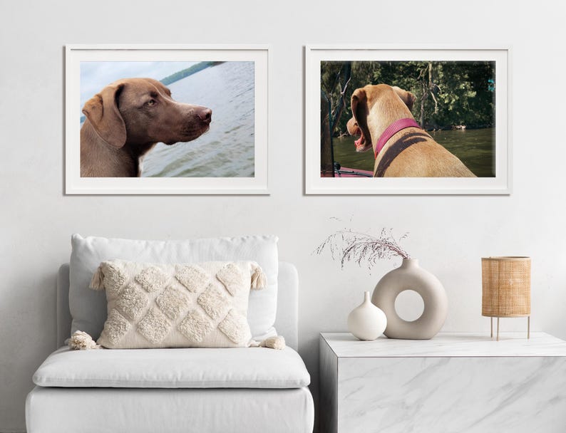 May include: Two framed photographs of brown dogs. The dog in the left photo is looking to the right, while the dog in the right photo is looking to the left. Both dogs are in outdoor settings.