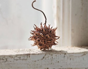 Sweet Gum Tree seed pods- Select Amount | Organic Wedding Decor, Rustic Home Decor, Thanksgiving Table,  Wedding Place Settings