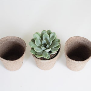 Biodegradable Pulp Containers Succulent or Cactus Favor pots Set of 30 plants not included image 3