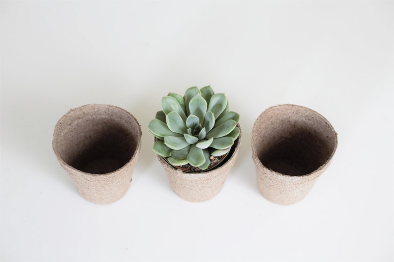 Biodegradable Pulp Containers Succulent Favor pots Set of 60 succulents not included Peat Pots, Seed Starter Pots image 3