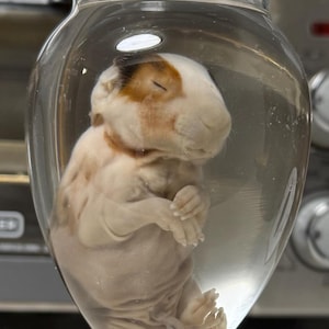 Guinea Pig Fetus Wet Specimen