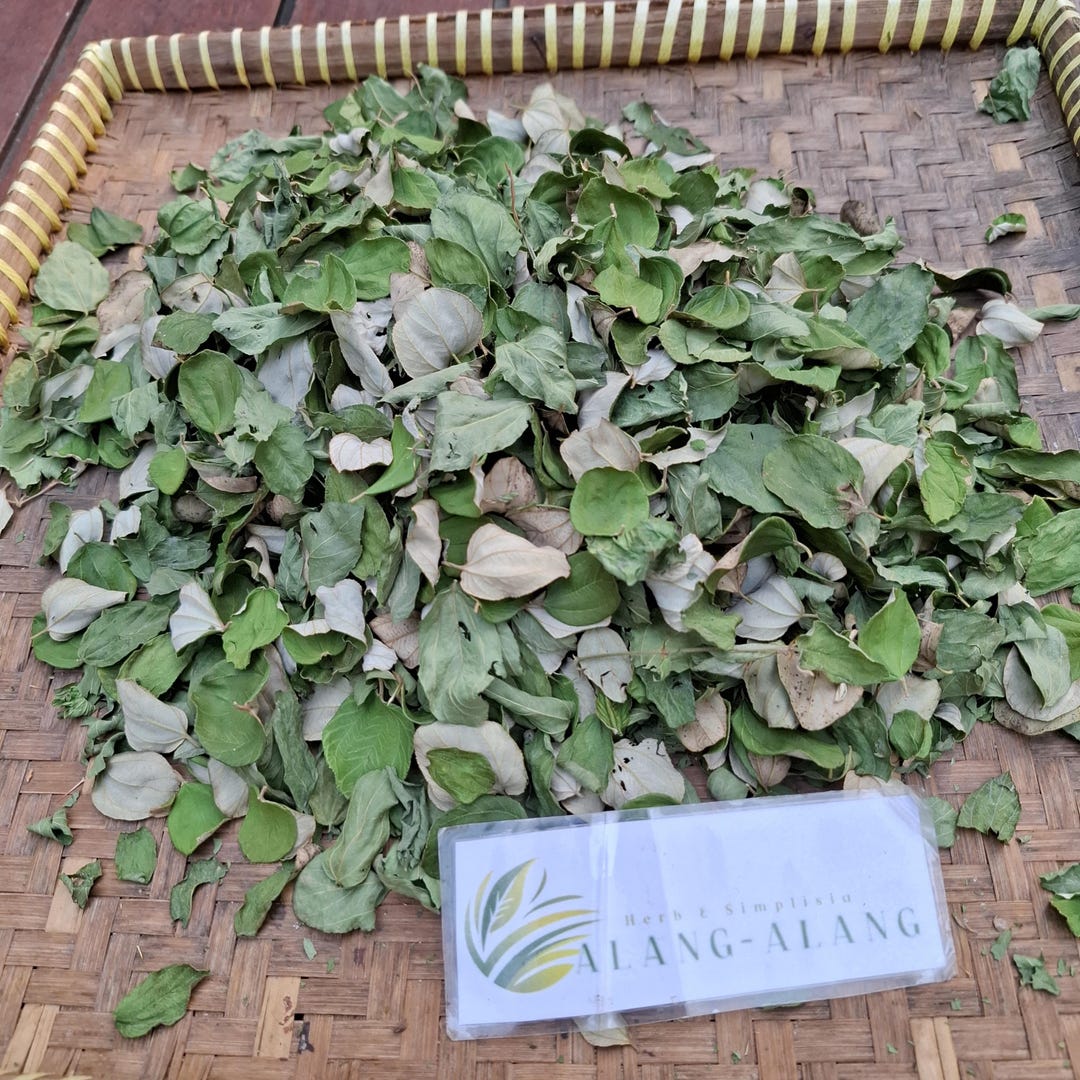 Daun Bidara ( Ziziphus Mauritiana ) Indian Jujube Dried Leaves - Etsy
