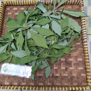 Daun Singkong (Manihot esculenta) Cassava Dried leaves