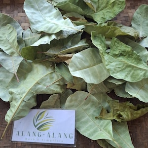 Daun Jambu Mete (Anacardium occidentale) Cashew Dried Leaves