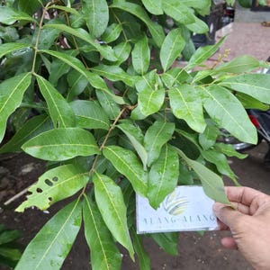 May include: A close-up shot of a green plant with many leaves. The leaves are long and have visible veins. A hand holds a card with the text "ALANG-ALANG". The plant looks healthy and lush, with a natural, organic appearance.