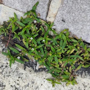 May include: Close-up of green plants with small white flowers growing between gray stone pavers. The plants have small, pointed leaves and are interspersed with tiny white blossoms. The image is taken outdoors in natural light.
