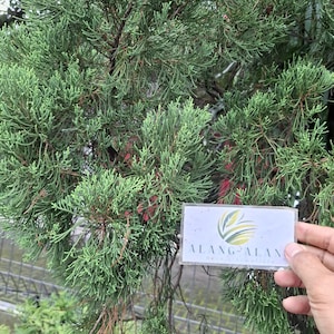 Könnte beinhalten: Nahaufnahme eines lebendigen grünen Nadelbaums mit dichtem, nadelförmigem Laub. Eine Hand hält eine transparente Plastikkarte mit dem Text "ALANG-ALANG" und einem Logo mit grünen und gelben Blättern.