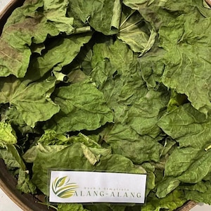 Daun Jarak Pagar (Jatropha curcas) Dried Leaves