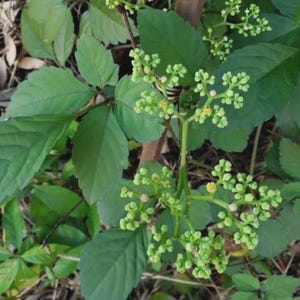 May include: A green plant featuring serrated leaves and clusters of small, budding flowers. The stems are light green, supporting multiple branching inflorescences with tiny, pale green buds and a few small, yellow-centered blossoms.
