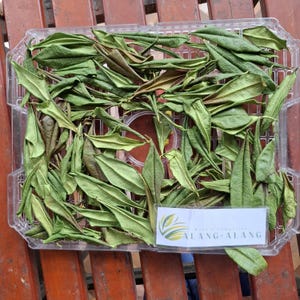Daun Alamanda (Allamanda cathartica) Golden Trumpet Dried Leaves