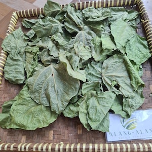 Daun Dadap (Erythrina variegata) Coraltree Dried Leaves